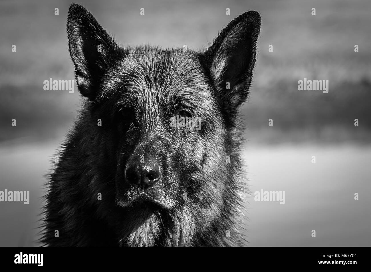 Il mio caro amico Odin, una spettacolare pastore tedesco cane, godersi la spiaggia in inverno, con vasca da bagno in mare il pastore tedesco o il pastore tedesco (in Foto Stock