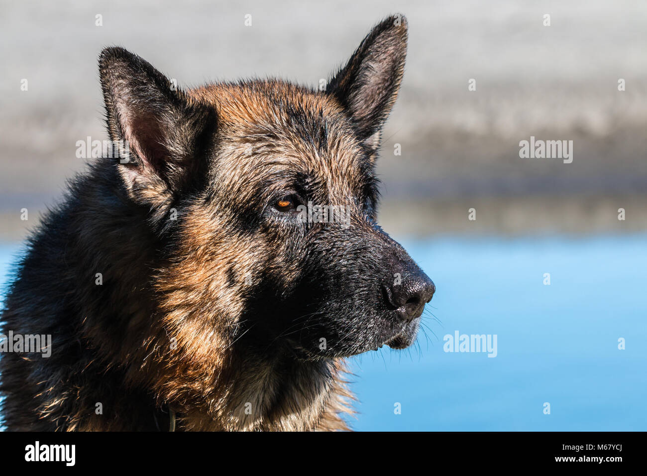 Il mio caro amico Odin, una spettacolare pastore tedesco cane, godersi la spiaggia in inverno, con vasca da bagno in mare il pastore tedesco o il pastore tedesco (in Foto Stock