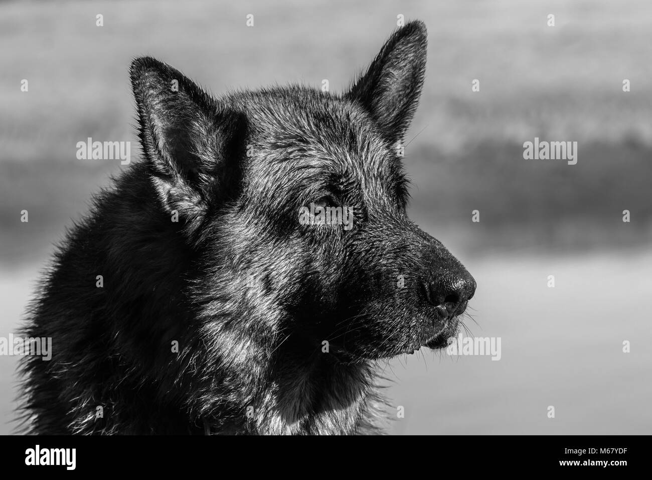 Il mio caro amico Odin, una spettacolare pastore tedesco cane, godersi la spiaggia in inverno, con vasca da bagno in mare il pastore tedesco o il pastore tedesco (in Foto Stock