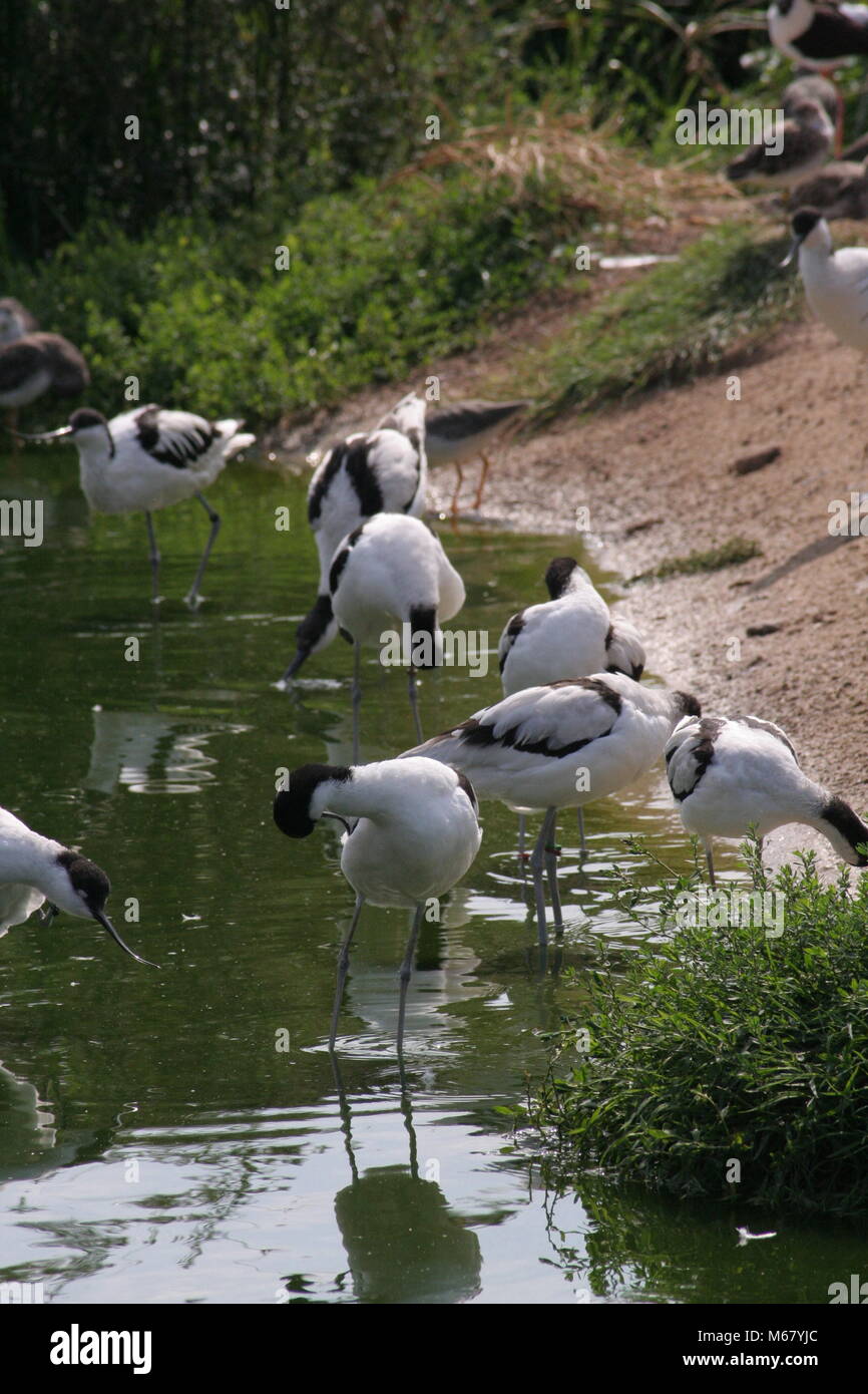 Avocet gregge e alimentazione preening al bordo dell'acqua Foto Stock