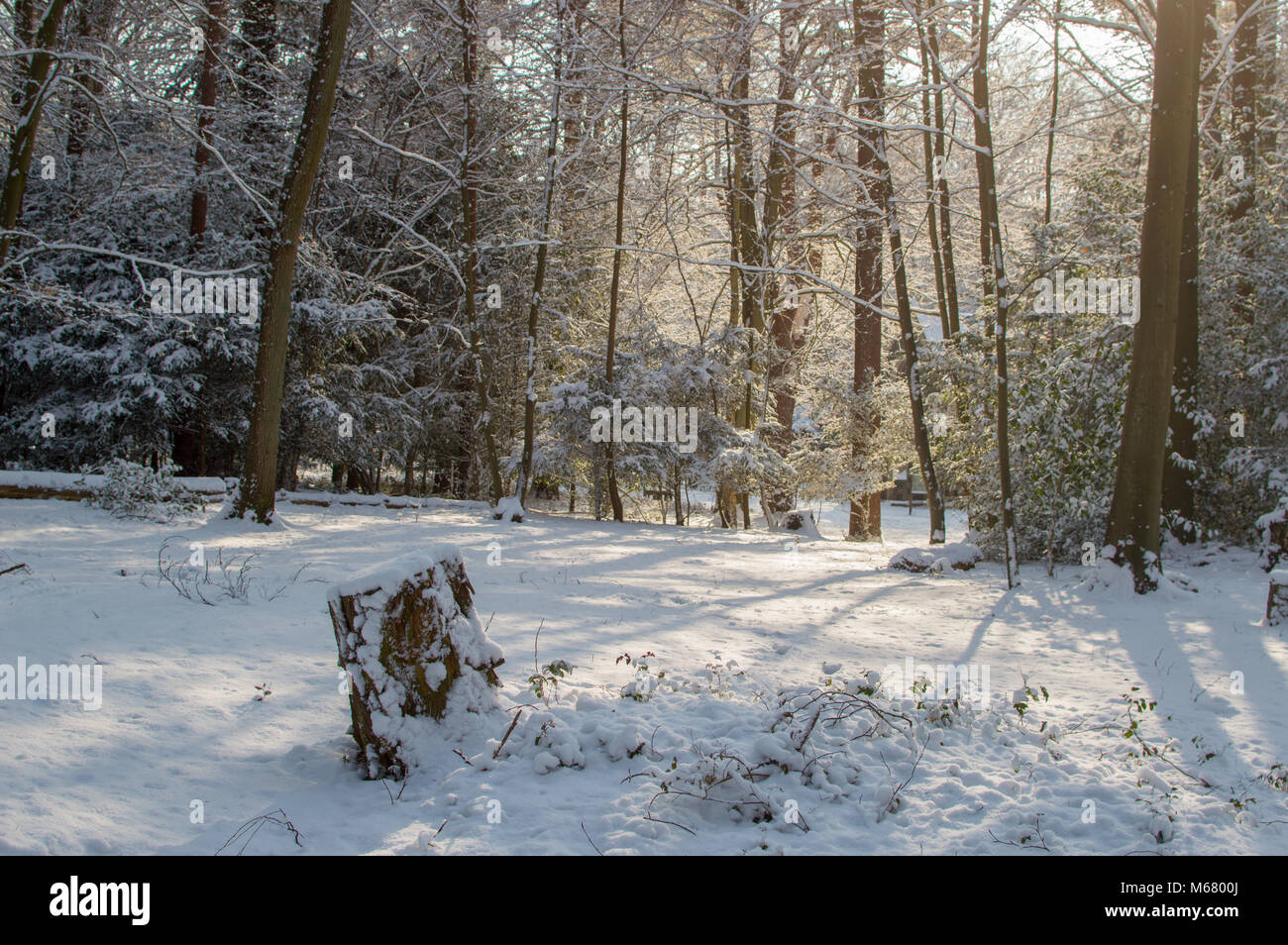Passeggiata invernale attraverso Thetford Forest con la neve e la caduta di alberi Foto Stock