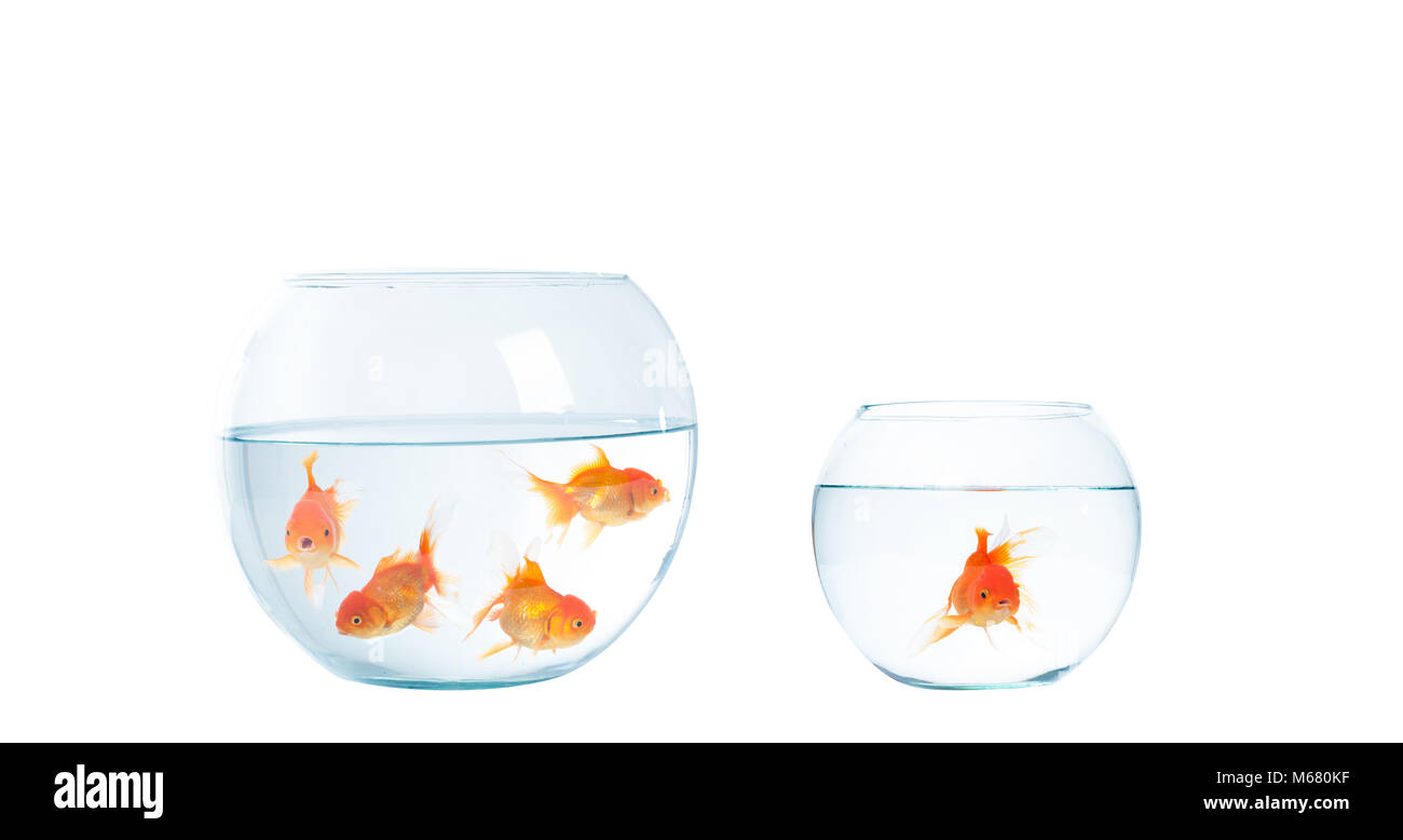 Pesce d'oro con fishbowl isolamento su sfondo bianco Foto Stock