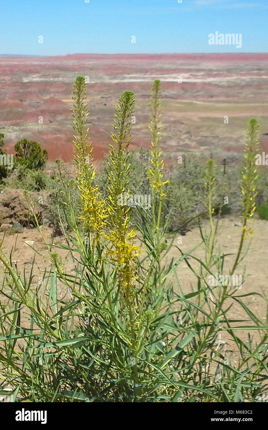 Principe plume (Stanleya pinnata). 05-04-17 112816 Foto Stock