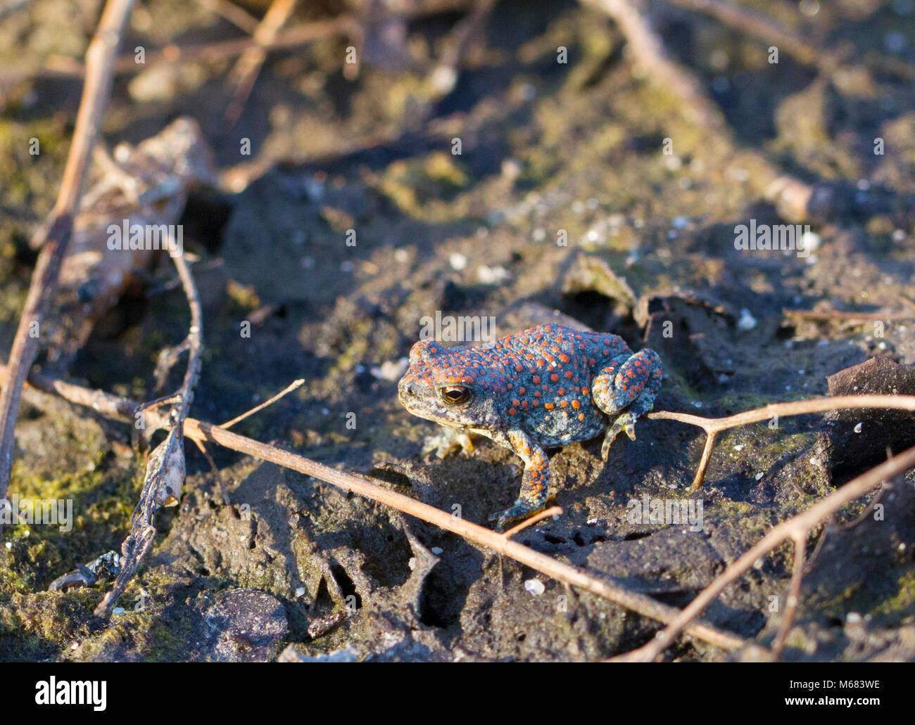 Red-spotted rospo. Foto Stock