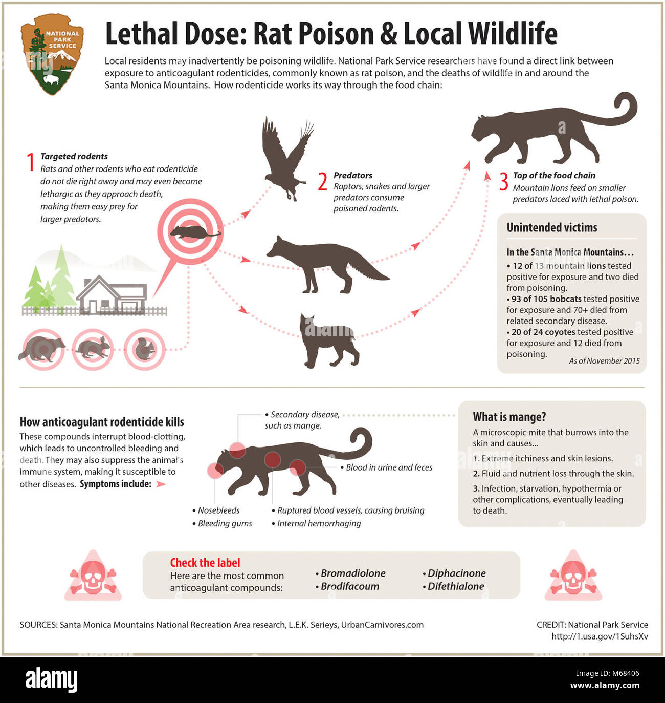 Infografico rodenticida. Mostra come rodenticida anticoagulante, comunemente noto come ratticidi, può arrivare fino alla catena alimentare. Il credito di servizio del Parco Nazionale Foto Stock