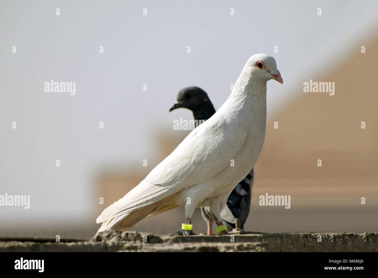 piccione bianco Foto Stock