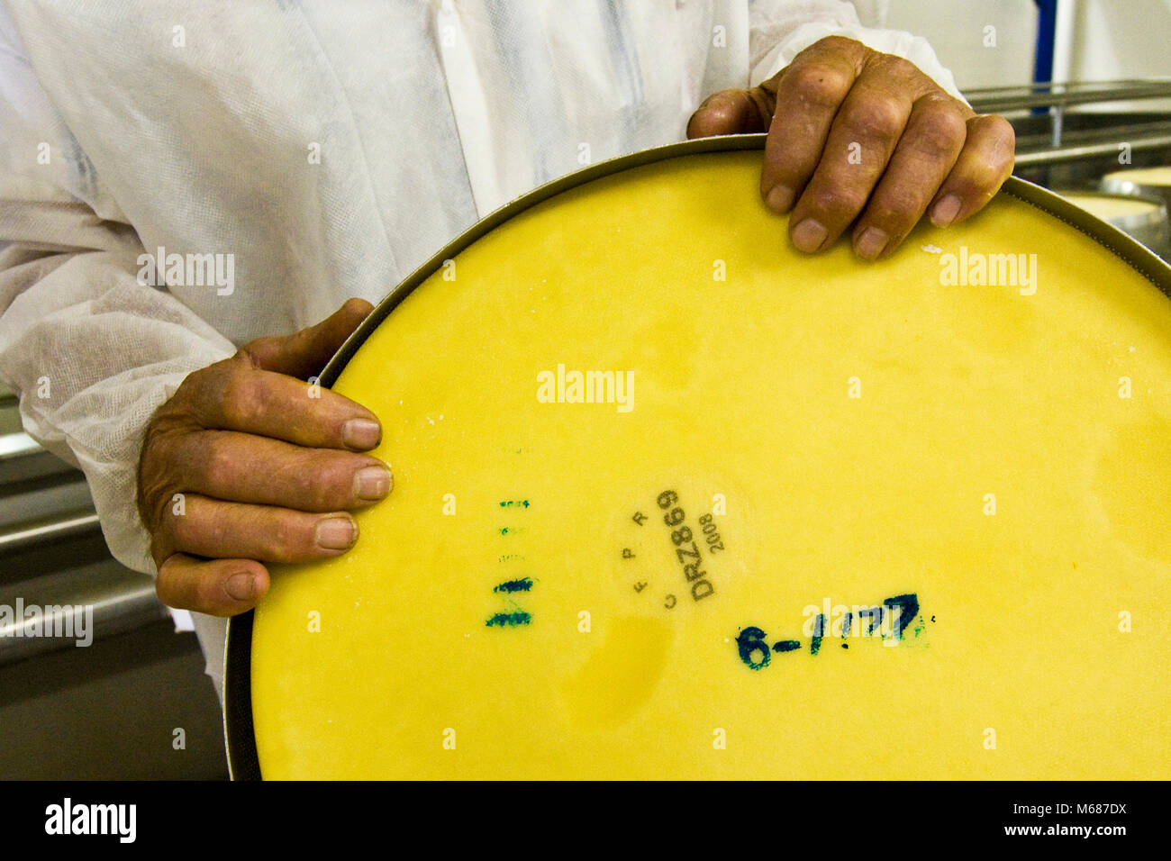 Il codice di tracciabilità della lavorazione del Parmigiano-Reggiano - Coop Casearia Castelnovese, Castelnuovo Rangone ( provincia di Modena, Italia) Foto Stock