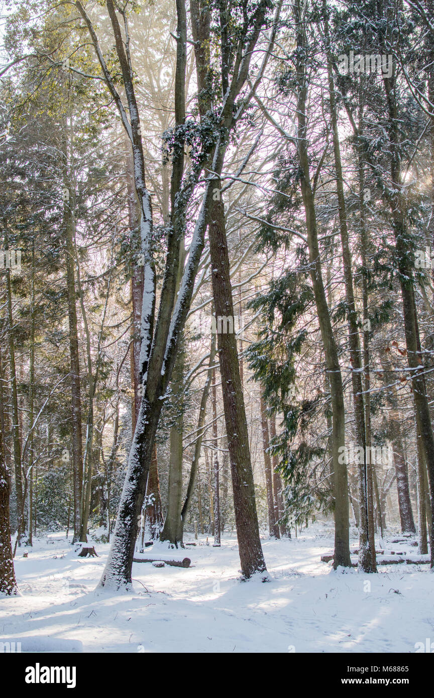 Alberi appoggiata contro la vicenda ricoperta di neve Foto Stock