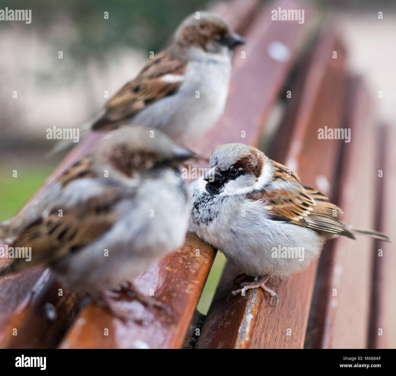 Casa passeri fianco a fianco su un banco di lavoro Foto Stock