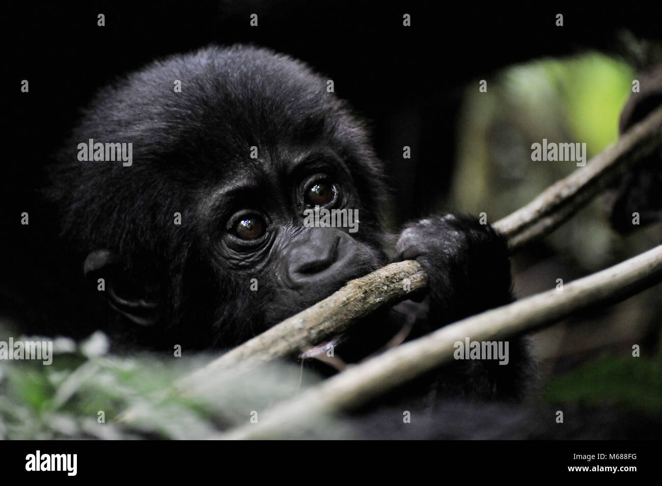 La madre e il bambino del Gorilla in Uganda Foto Stock