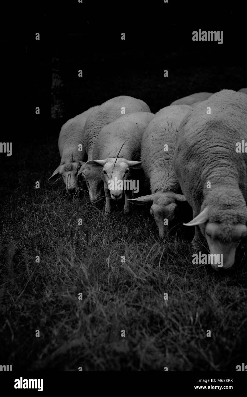 Un gregge di pecore fattoria del bestiame Foto Stock