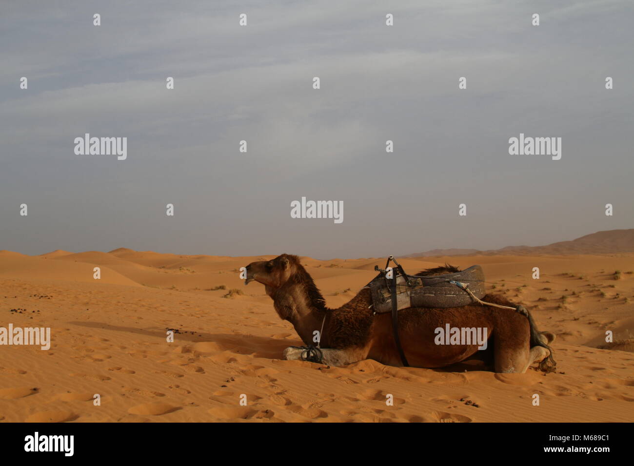 Il cammello che ha portato me Foto Stock
