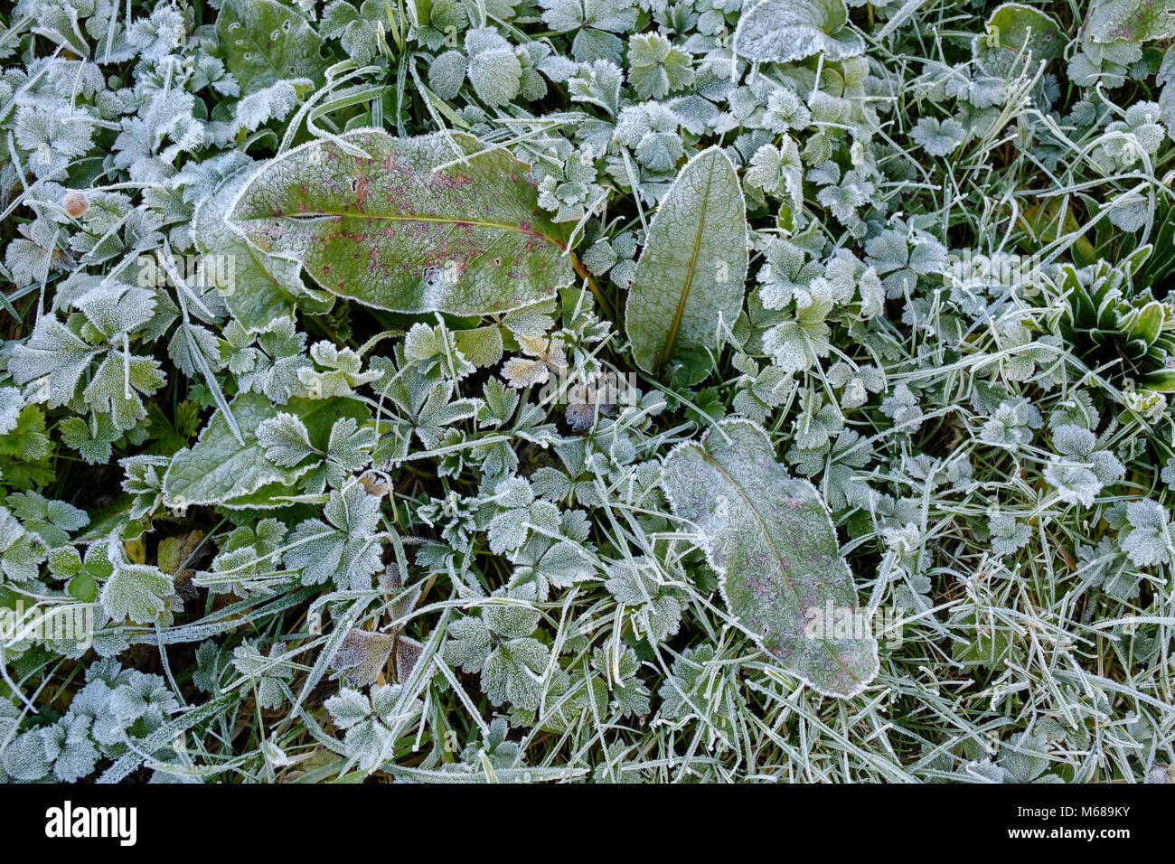 In prossimità di piante selvatiche coperto di brina in campo in Monmouthshire Wales UK Foto Stock