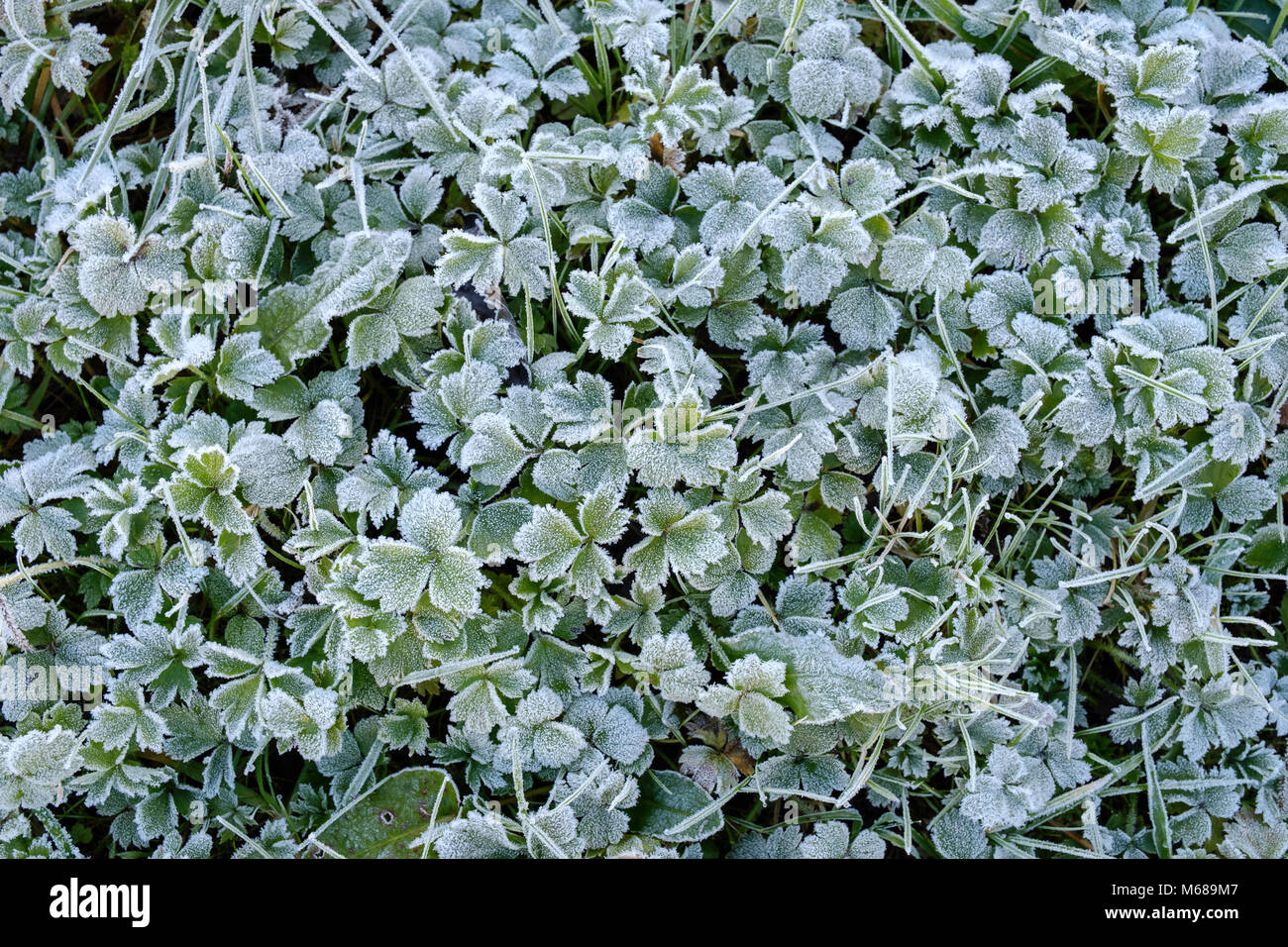 In prossimità di piante selvatiche coperto di brina in campo in Monmouthshire Wales UK Foto Stock