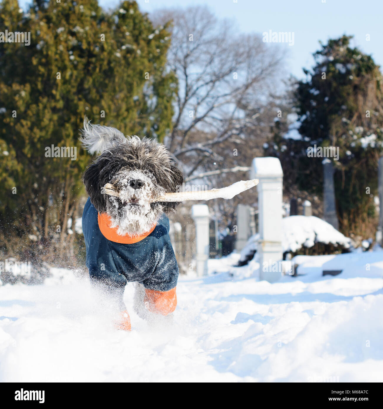 Cane vestito con un cappotto invernale è il recupero di un bastone. Il suo muso peloso è piena di neve. Un vecchio cimitero e le cime degli alberi sono visibili in uno sfondo sfocato. Foto Stock