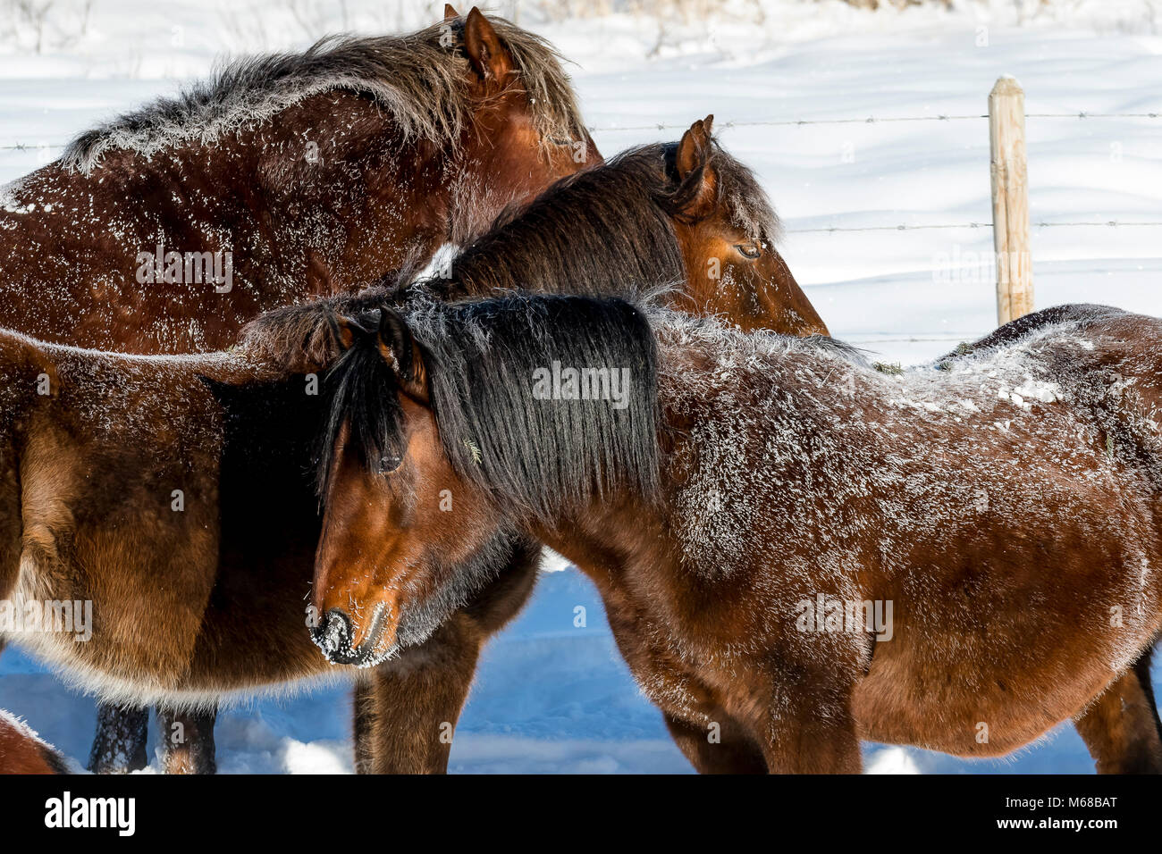 Wild cavalli selvatici di brina nella neve e freddo estremo in inverno lungo la silvicoltura Trunk Road Alberta Foto Stock