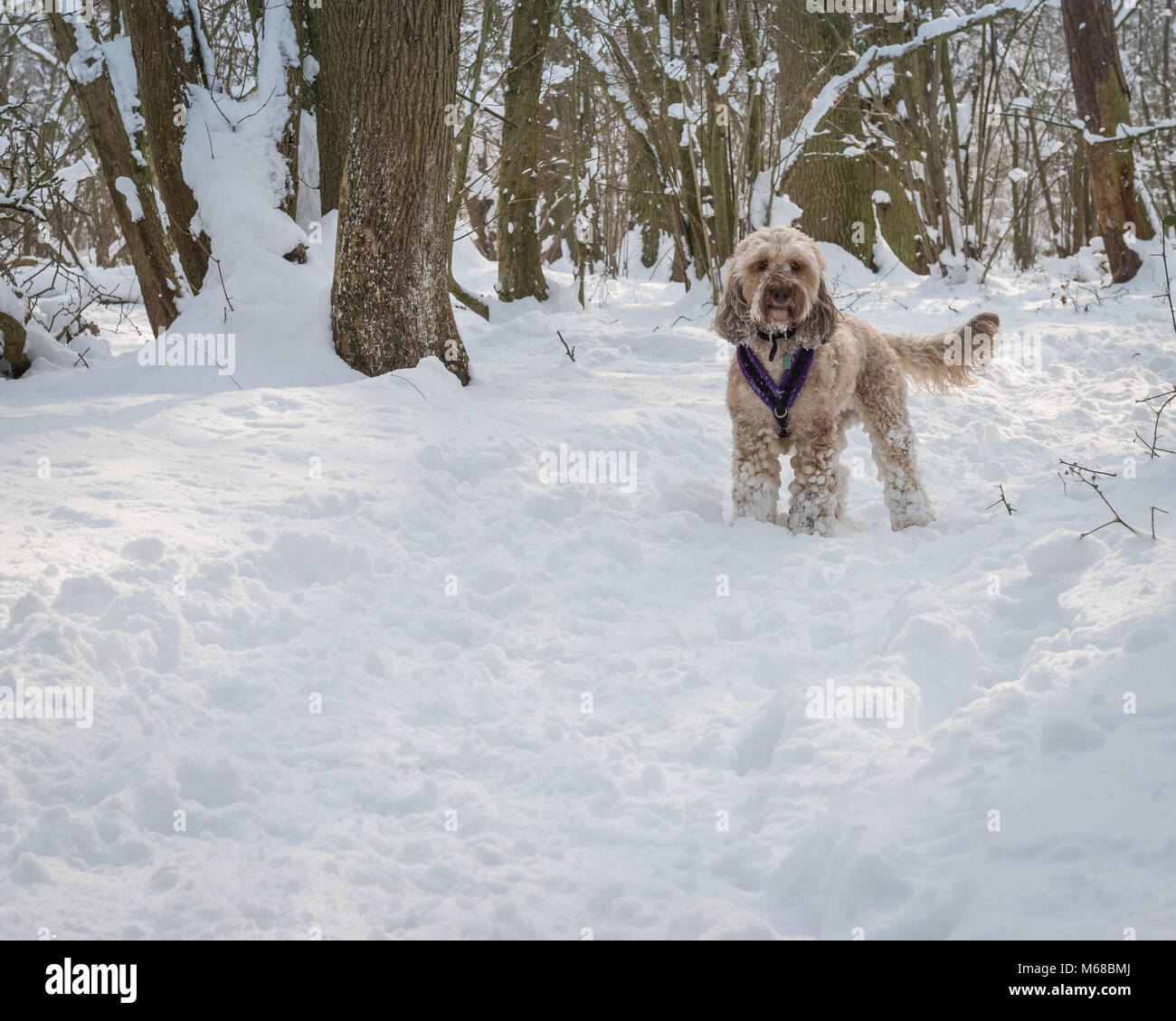 Un cane Cockerpoo gode di una snowy a piedi attraverso i boschi durante l'estremo freddo inverno periodo noto come la Bestia da est. Lincolnshire, Regno Unito Foto Stock