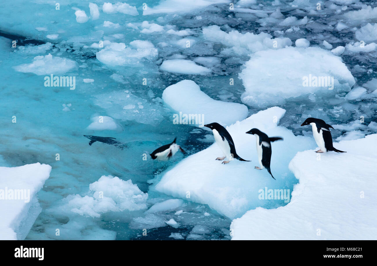 Un gruppo di pinguini Adelie formano una linea di saltare fuori un flusso di ghiaccio e disattivato nelle acque del suono antartico da Joinville isola in Antartide Foto Stock
