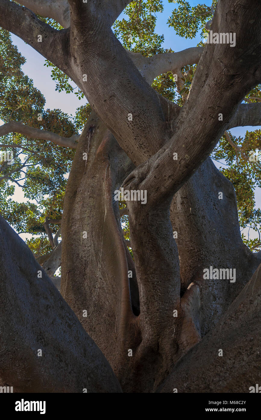 Moreton Bay Fig (Ficus macrophylla), Calle de la Rosa, Cadice, Andalusia, Spagna. Gli alberi esotici in Cadice sono state ripetutamente riportato da Colombo. Foto Stock