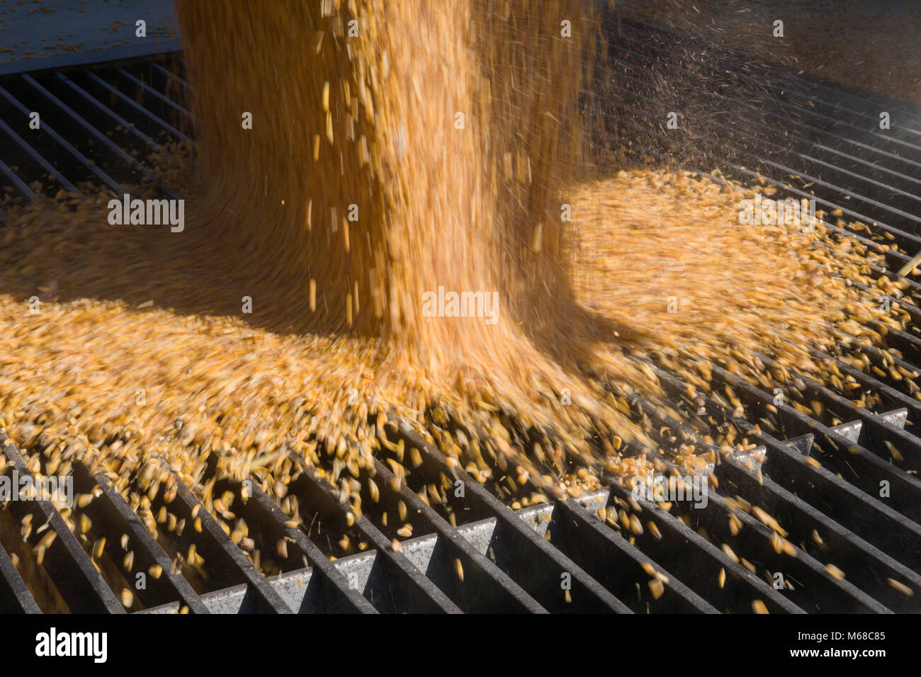 Il mais è oggetto di dumping a county ascensore in Iowa. Foto Stock