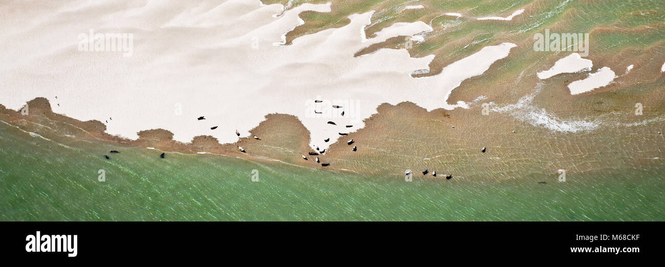 Immagine aerea di guarnizioni di tenuta in appoggio sulle barene presso la Baie de la Somme riserva nazionale Foto Stock
