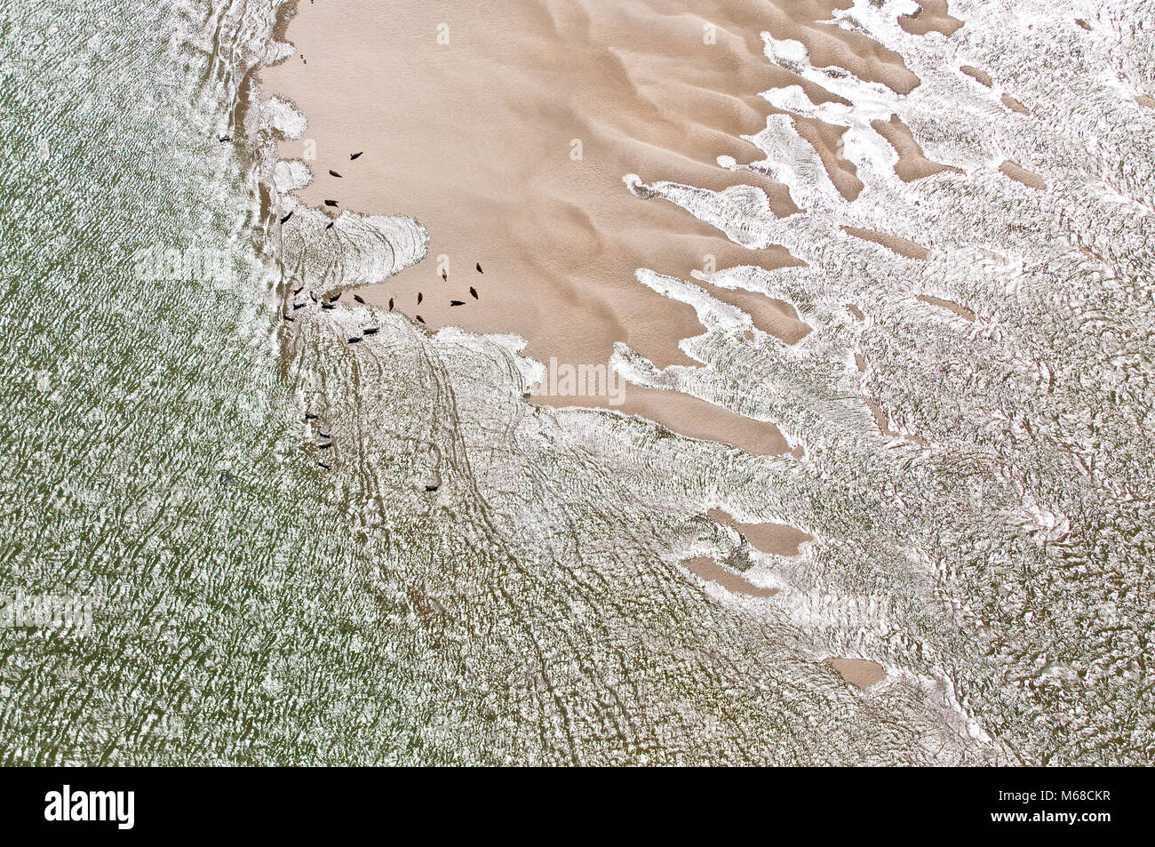 Immagine aerea di guarnizioni di tenuta in appoggio sulle barene presso la Baie de la Somme riserva nazionale Foto Stock