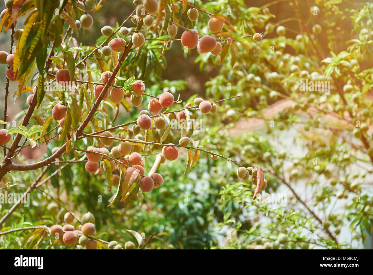 Pesco con frutti sul Giardino agriturismo in giornata soleggiata luce Foto Stock