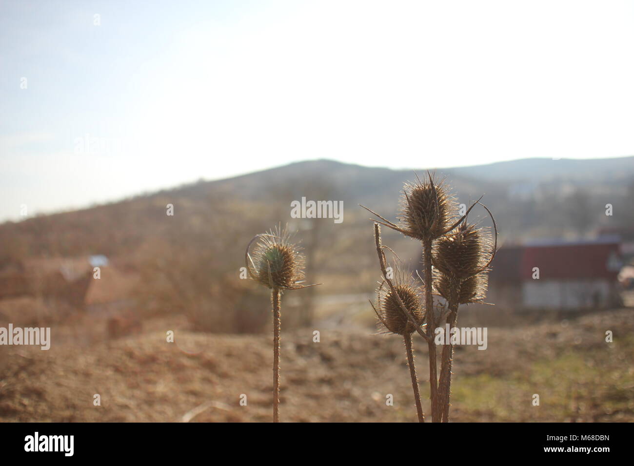 Il cardo secco nel villaggio in cui viviamo Foto Stock