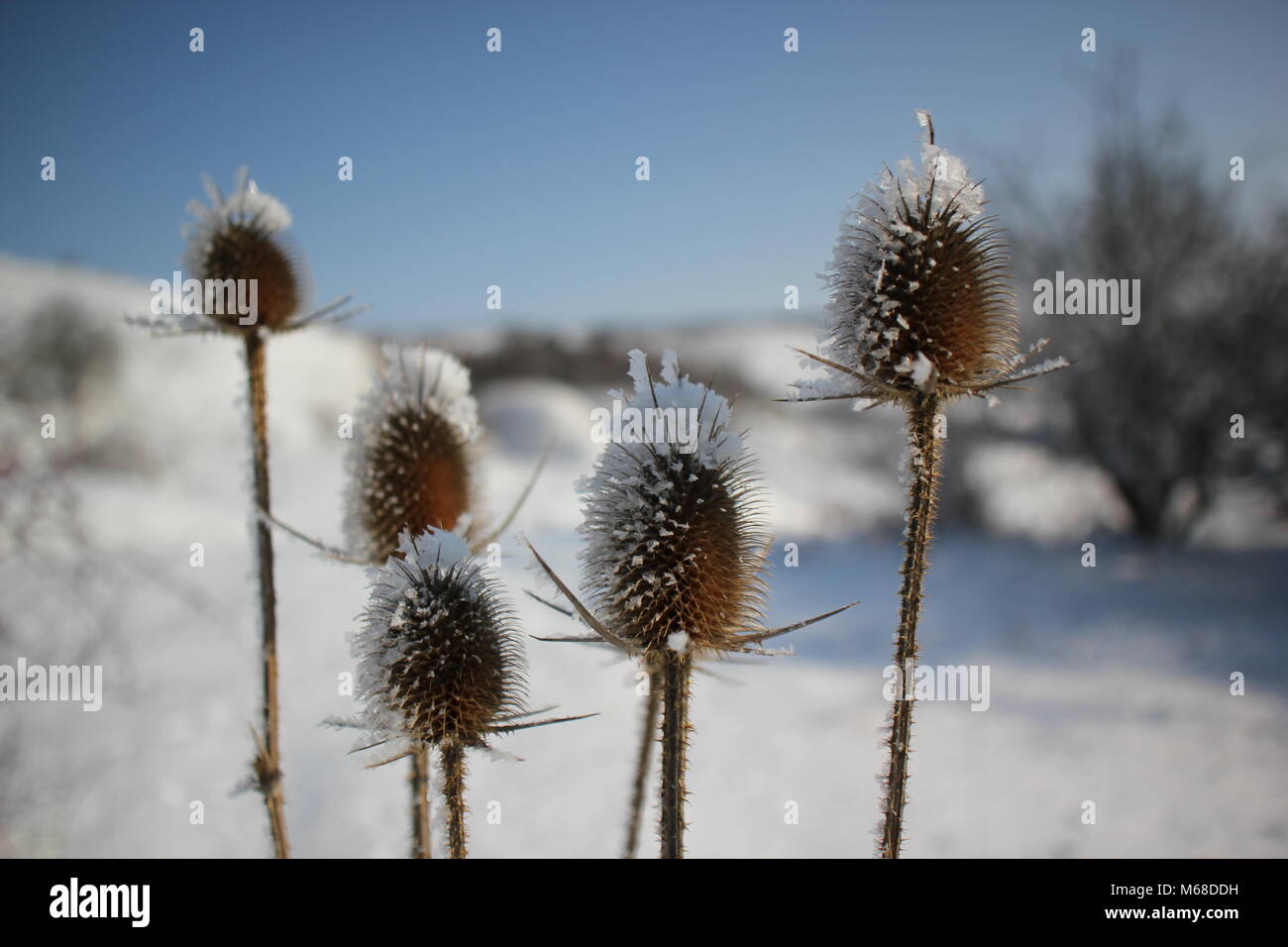 Thistle nevoso sulle colline in inverno Foto Stock