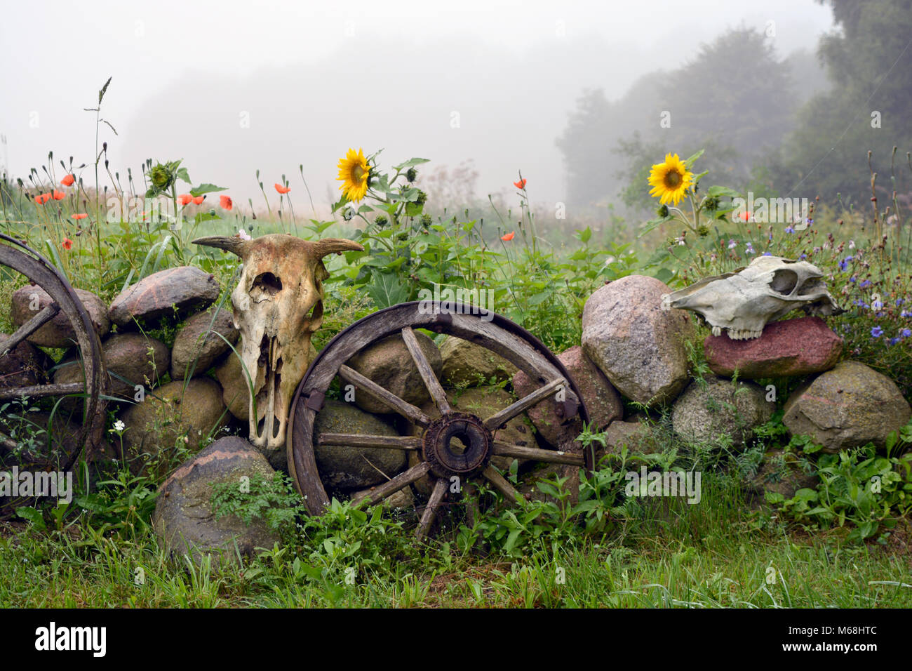 Nebbiosa mattina d'estate in fattoria, decorativi in pietra recinto con ruote e animali teschi Foto Stock