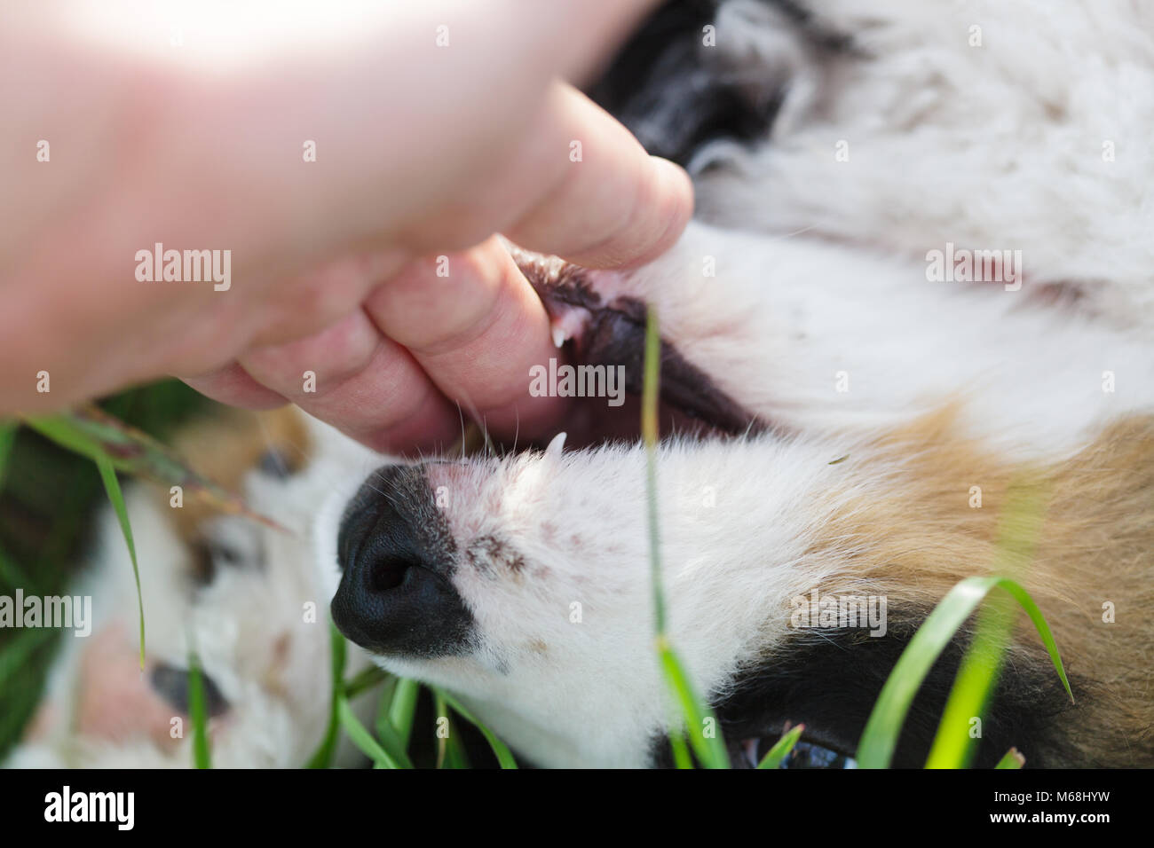 Bovaro del Bernese cucciolo giocando con mano umana Foto Stock