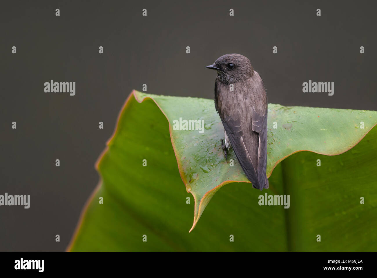 Mascarine Martin - Phedina borbonica, piccolo e bellissimo uccello palissonatrice dal Madagascar. Foto Stock