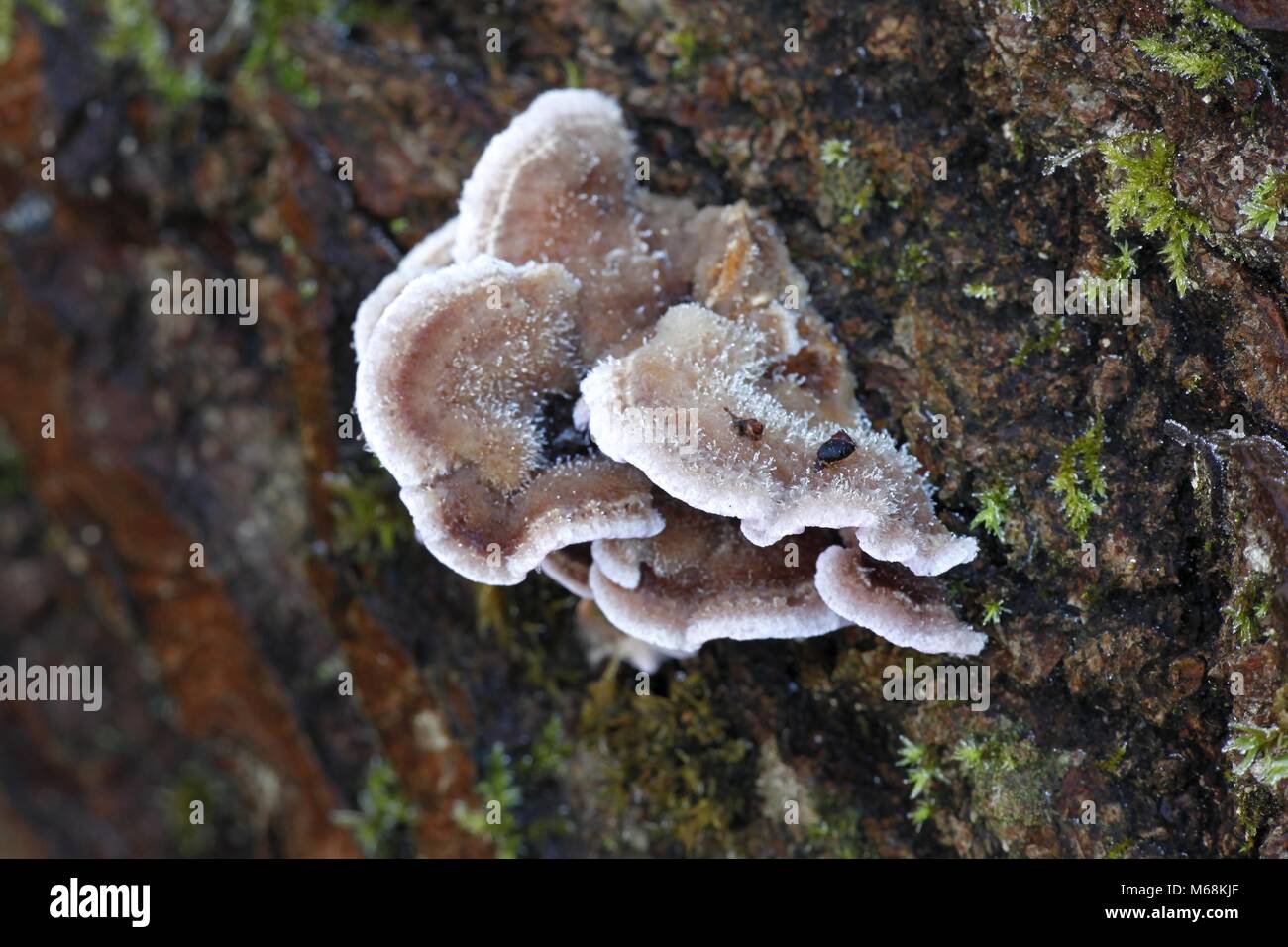 Foglia Argento fungo, Chondrostereum purpureum Foto Stock