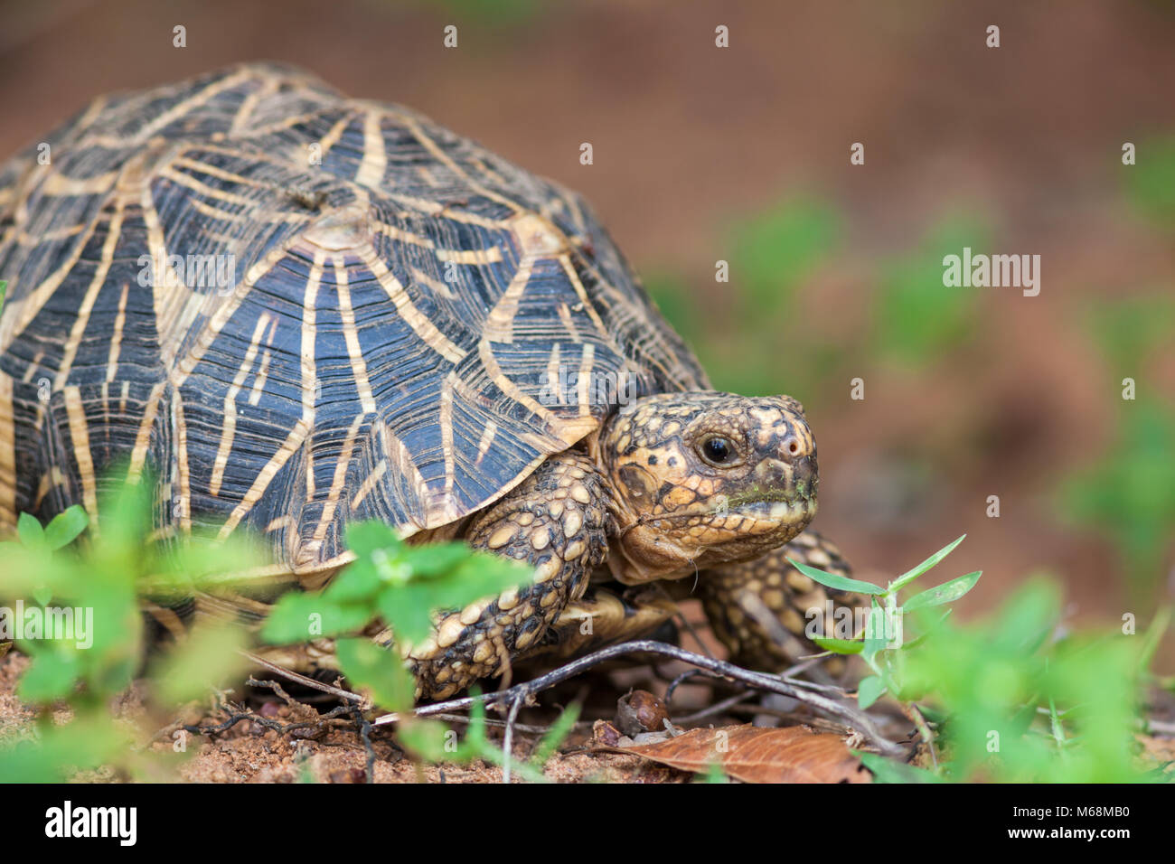 La star indiane tartaruga (Geochelone elegans) intorno a Chennai, Tamilnadu, India Foto Stock