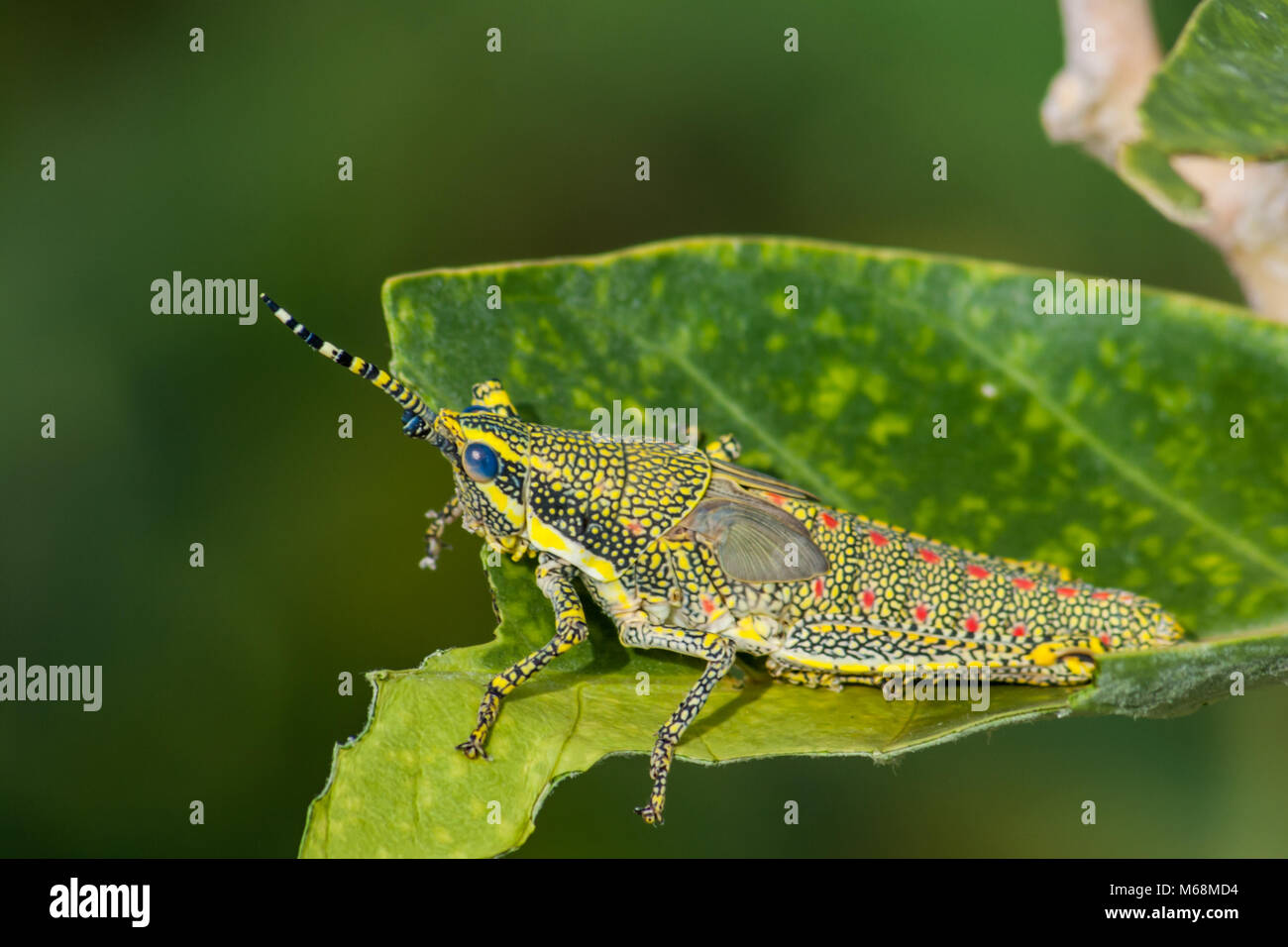 Dipinto di grasshopper (Poekilocerus pictus) intorno a Chennai, Tamilnadu, India Foto Stock