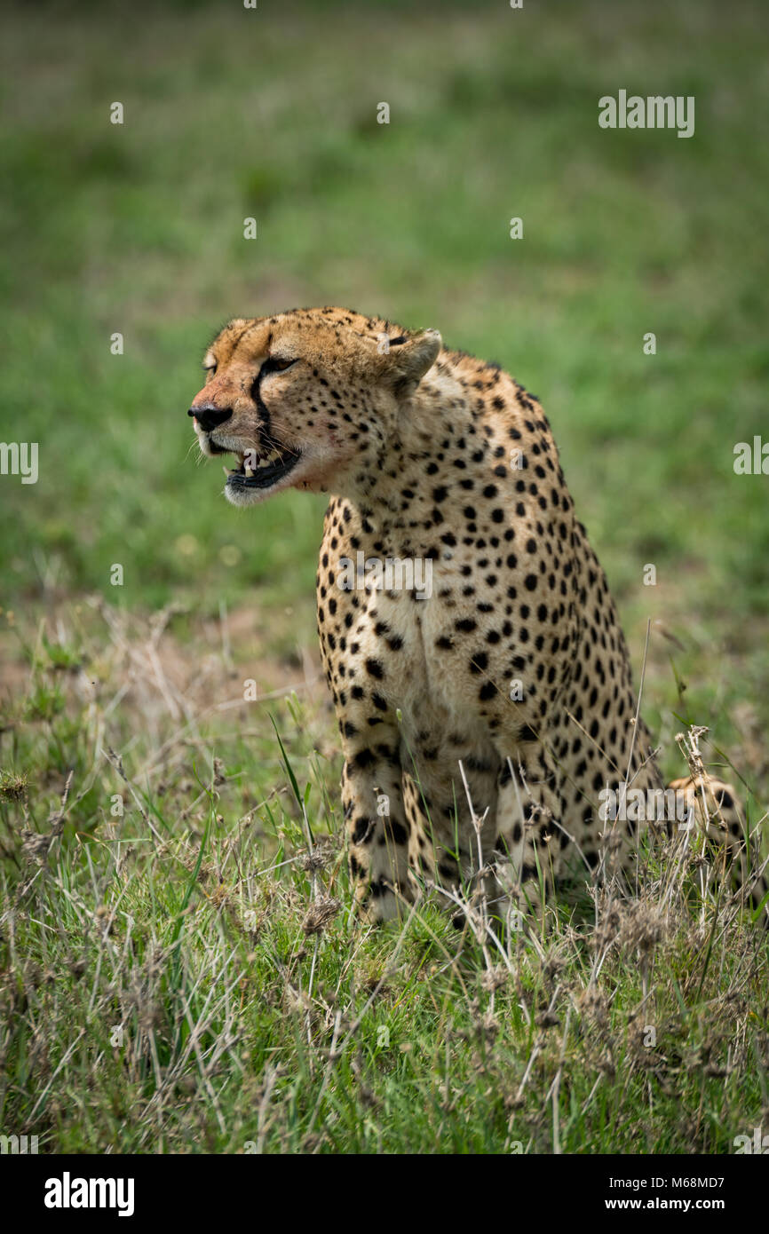 Cheetah seduto in erba con la bocca aperta Foto Stock