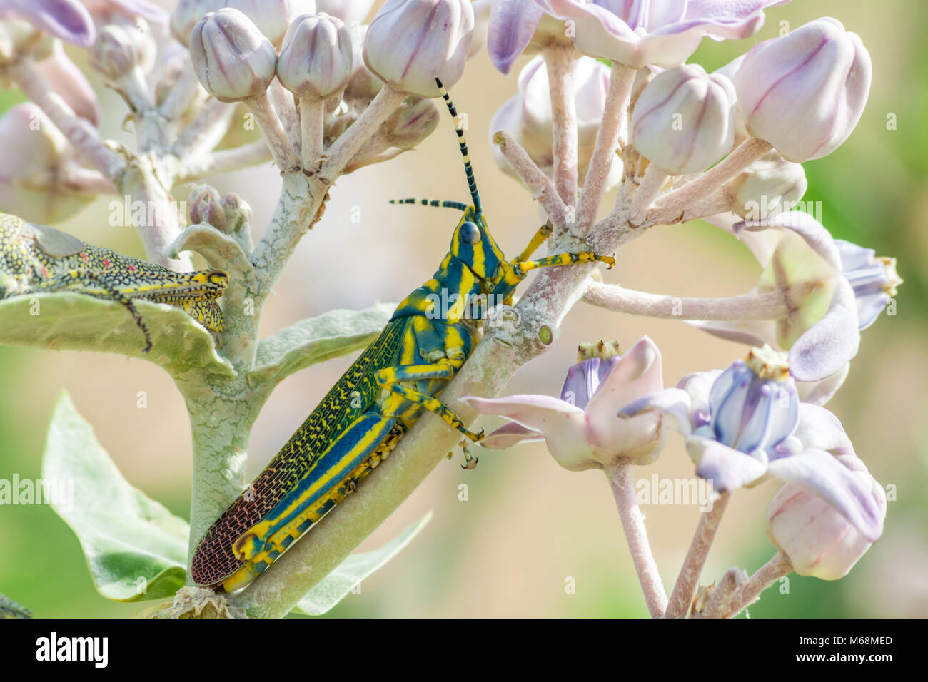 Dipinto di grasshopper (Poekilocerus pictus) intorno a Chennai, Tamilnadu, India Foto Stock