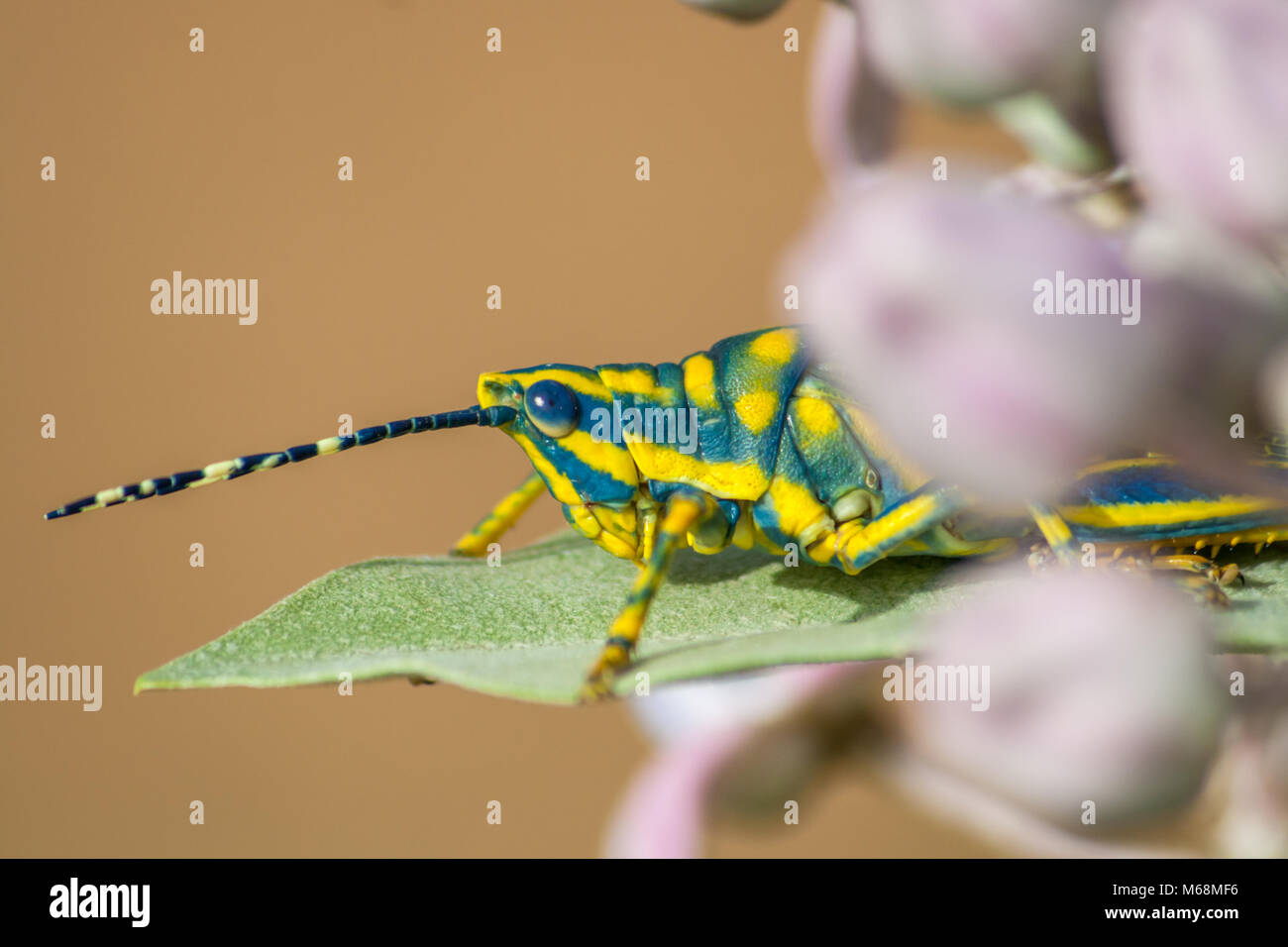 Dipinto di grasshopper (Poekilocerus pictus) intorno a Chennai, Tamilnadu, India Foto Stock