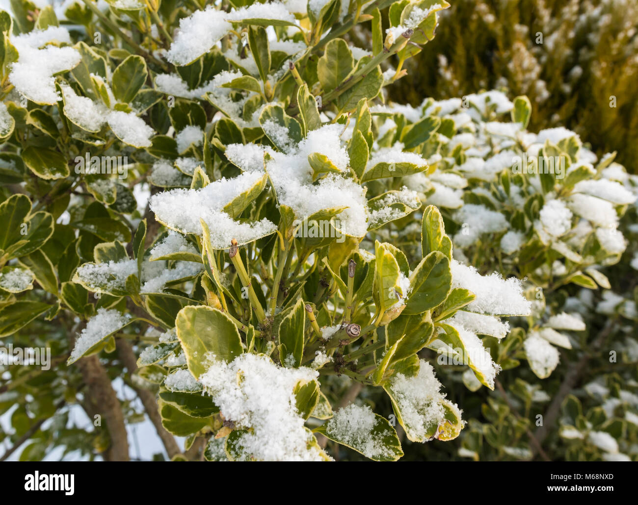 Neve invernale copertura lascia su di una bussola. Foto Stock