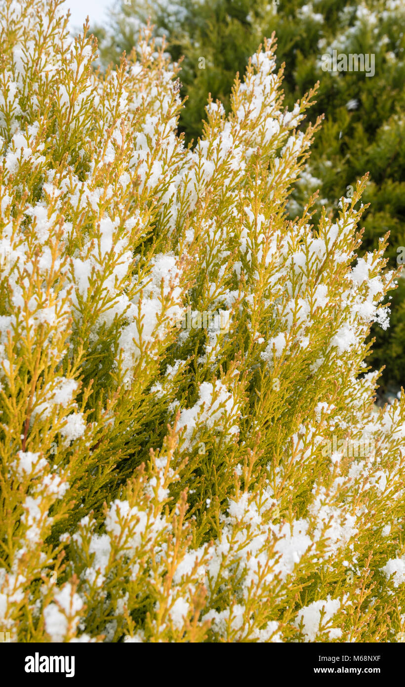 In inverno la neve copre una conifera bush. Foto Stock