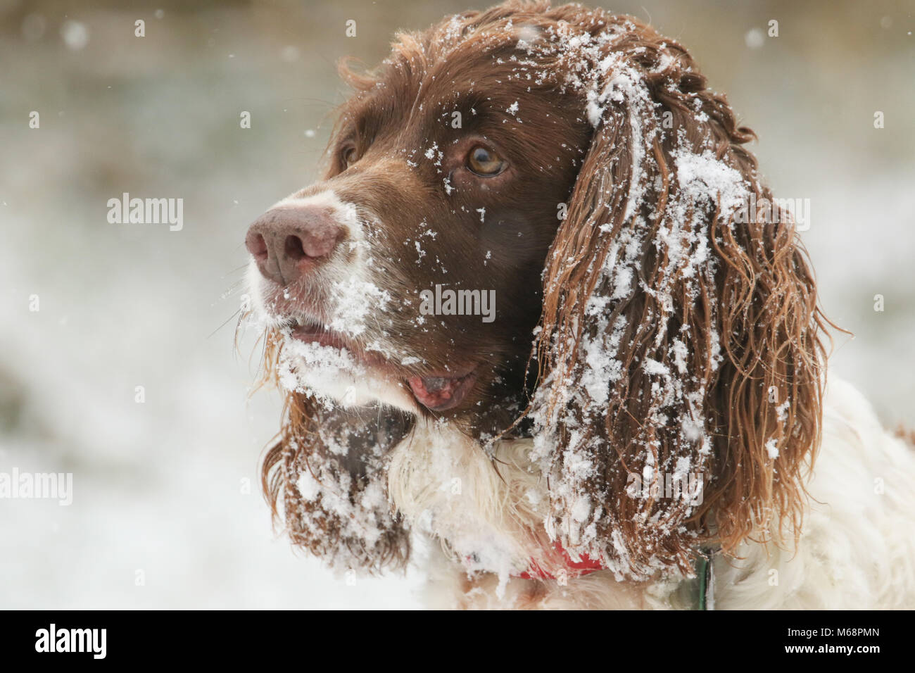 Un colpo alla testa di un simpatico English Springer Spaniel in una tormenta di neve sul suo viso e orecchie. Foto Stock