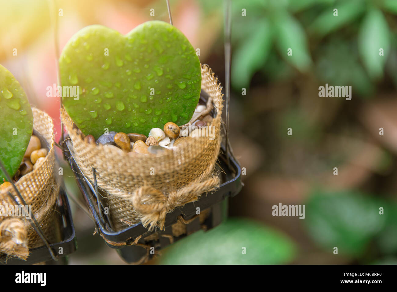 Impianto di carino forma di cuore verde cactus in pentola con raindrop Foto Stock