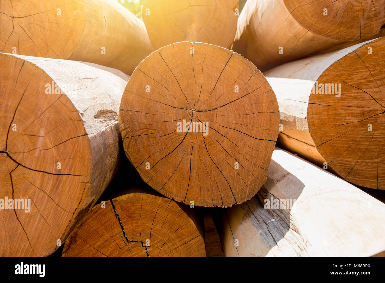 Pila di Larg log in legno teak dorato tree nelle segherie Foto Stock
