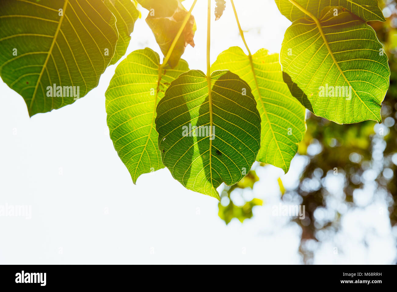 Bodhi verde foglia natura fresca ecologia con la luce del sole la fotosintesi Foto Stock