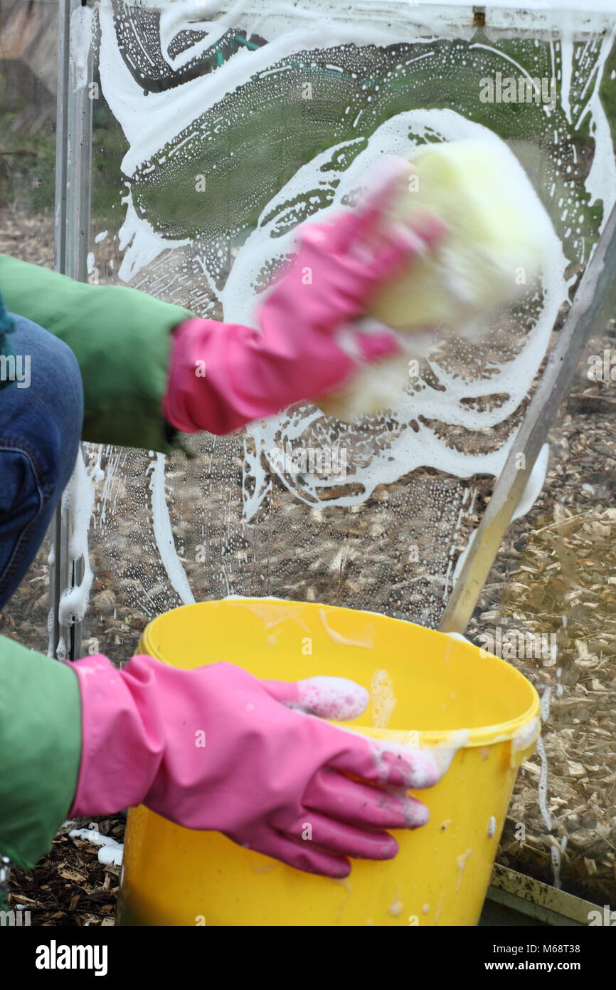 Lavare la serra. Le finestre della serra sono lavate con acqua calda e sapone in inverno per migliorare le condizioni di crescita e contribuire a ridurre il rischio di parassiti e malattie. Foto Stock