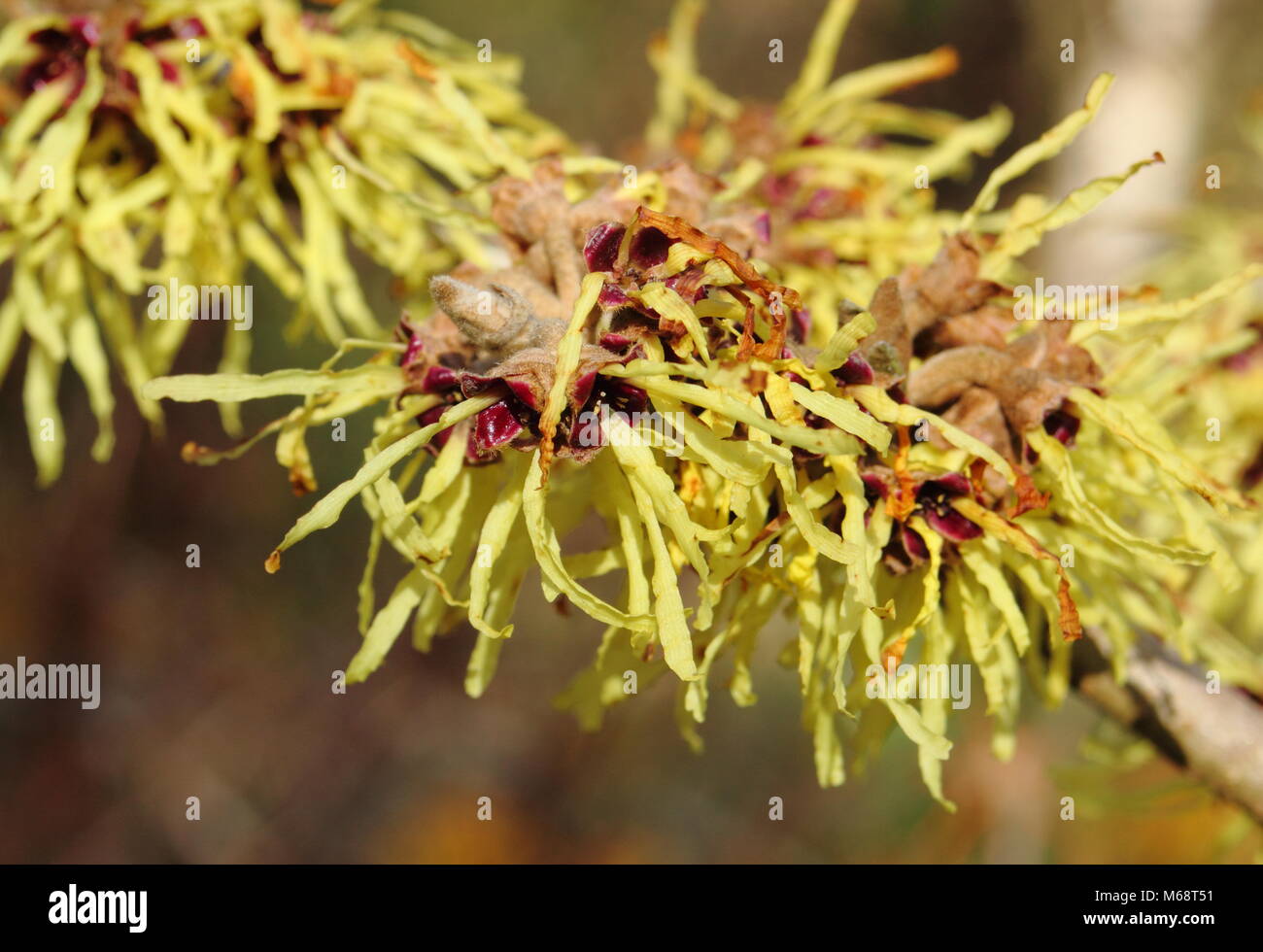 Hamamelis x intermedia 'primavera' amamelide in fiore nel giardino d'inverno, REGNO UNITO Foto Stock