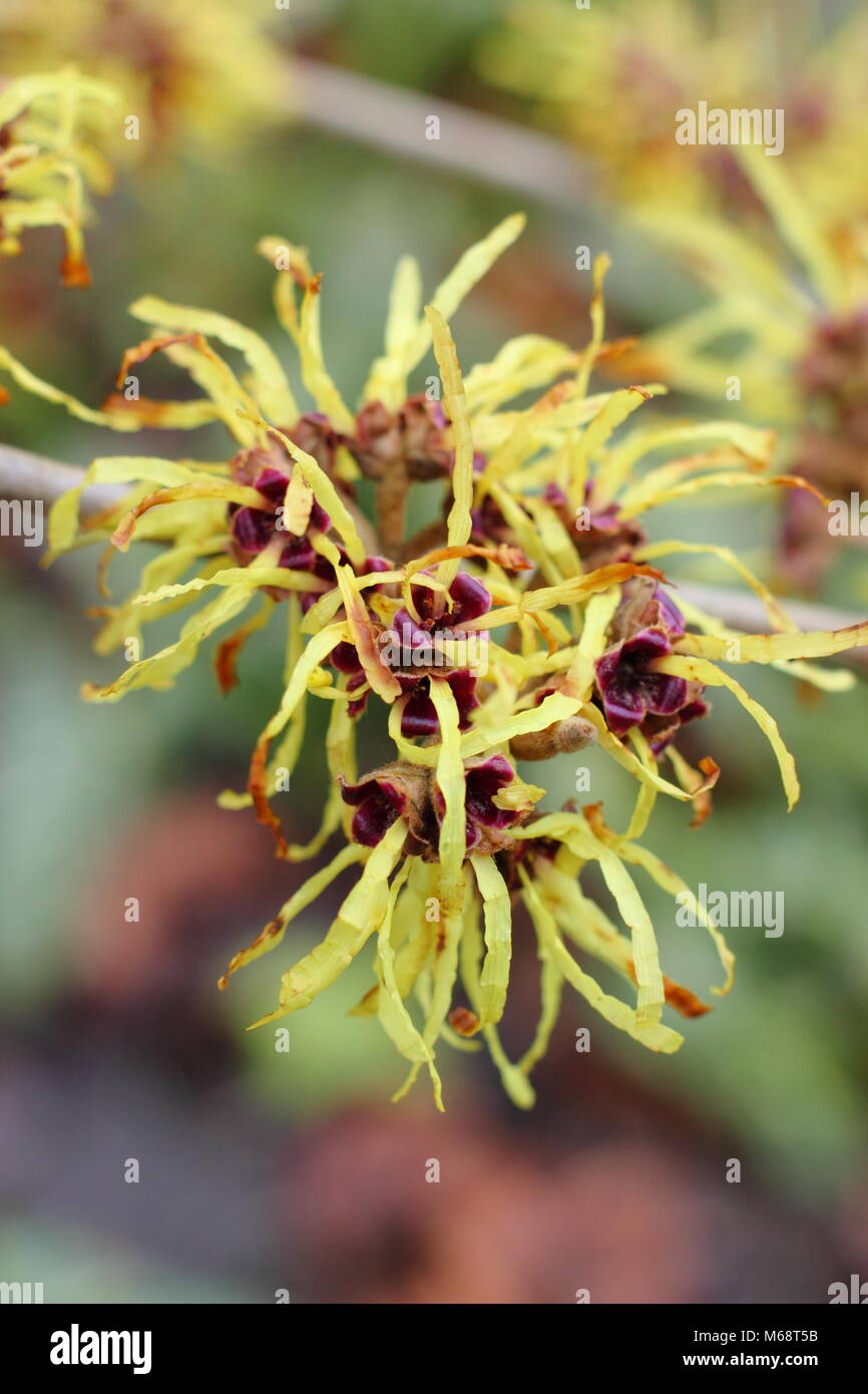 Hamamelis x intermedia 'primavera' amamelide in fiore nel giardino d'inverno, REGNO UNITO Foto Stock