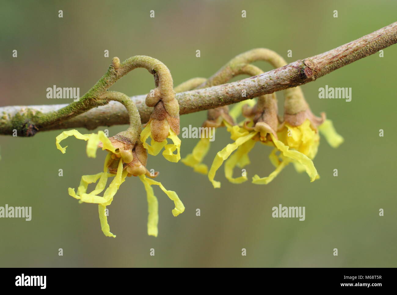 Spidery blumi di Hamamelis japonica' Zuccariniana', un Giapponese di amamelide, fioritura in un giardino inglese in inverno, REGNO UNITO Foto Stock