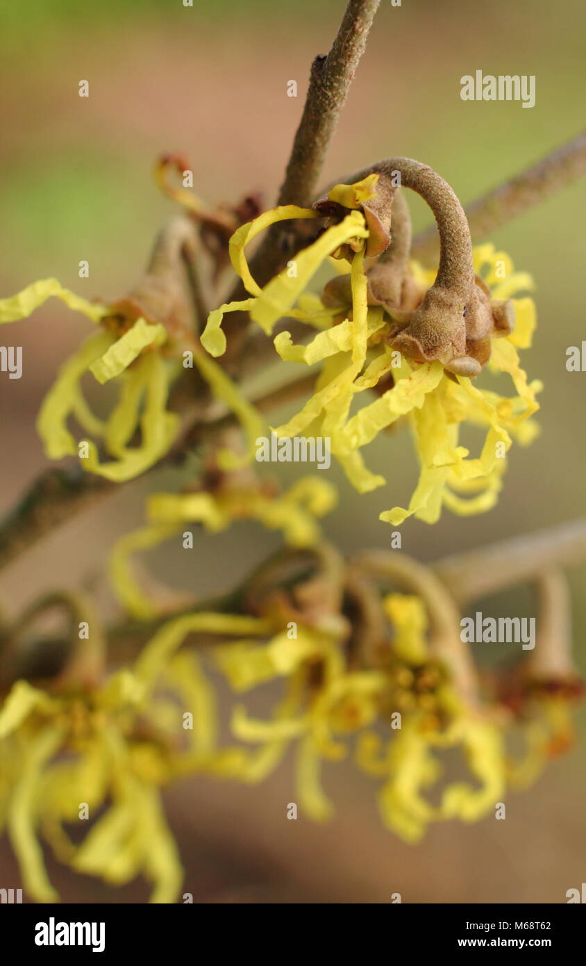 Spidery blumi di Hamamelis japonica' Zuccariniana', un Giapponese di amamelide, fioritura in un giardino inglese in inverno, REGNO UNITO Foto Stock