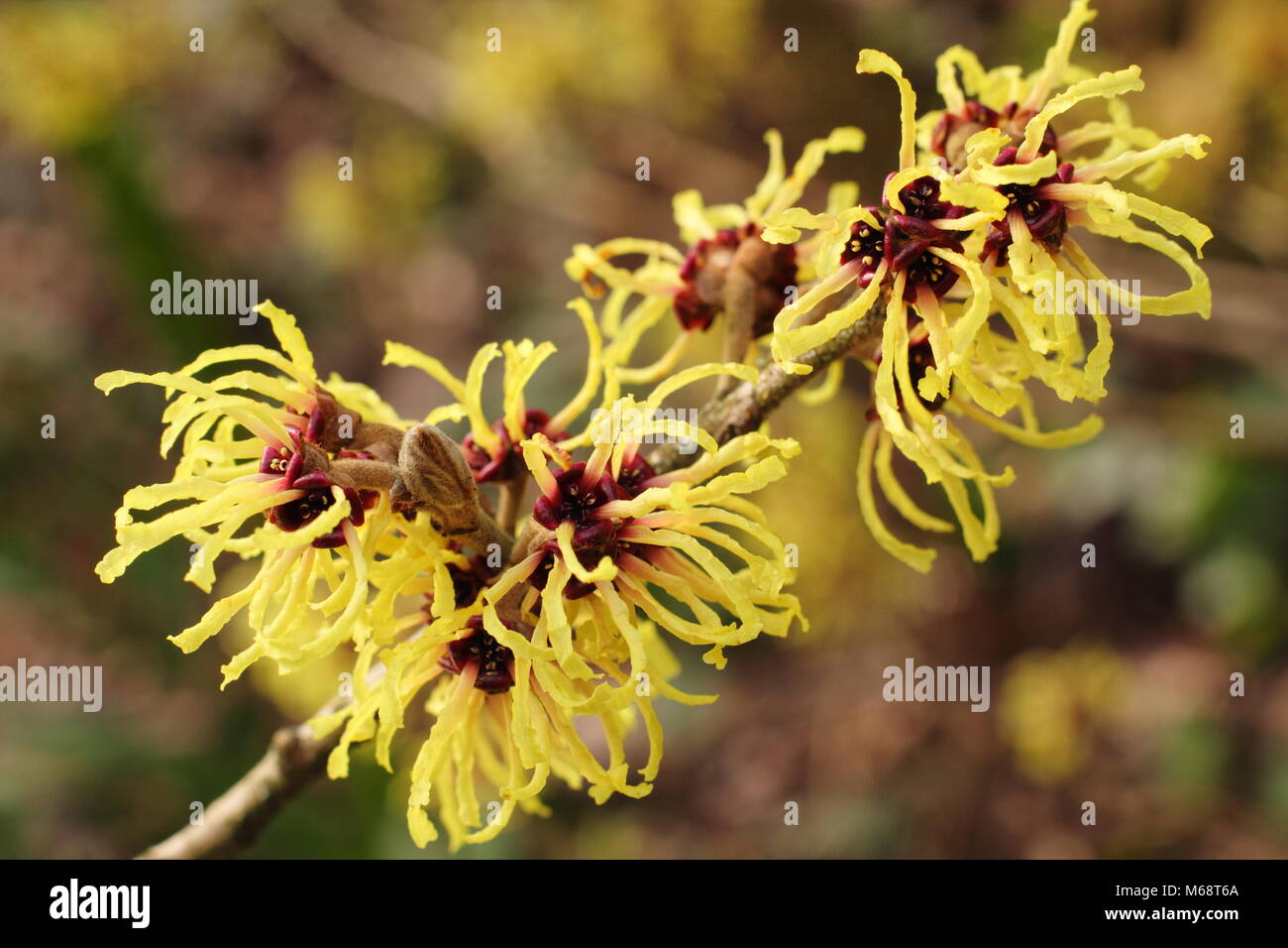 Hamamelis x intermedia 'Pallida' (comunemente Hamamelis mollis "Pallida'), Amamelide in fiore, inverno, REGNO UNITO Foto Stock